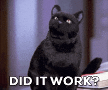 did-it-work-salem-cat