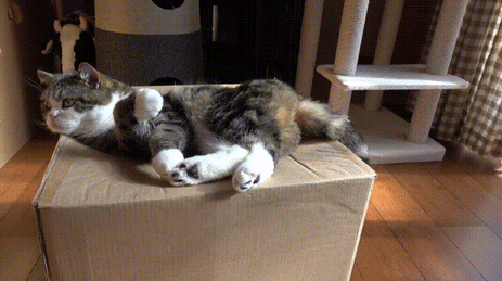 giphy-Jul-06-2026-09-07-35-0715-PM