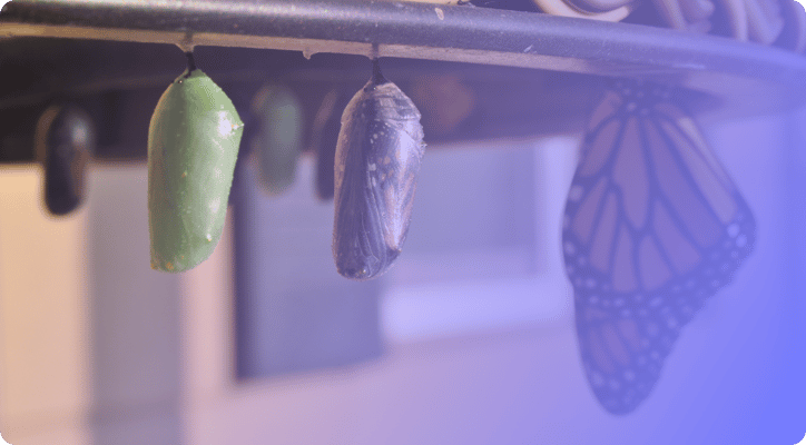 butterfly metamorphosis cocoons 